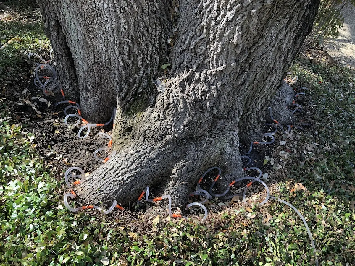 Detailed Tree Cabling and Bracing job site in Princeton