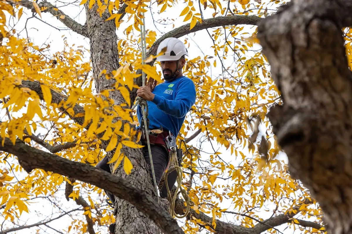Skilled Storm Damage Cleanup crew working in Princeton